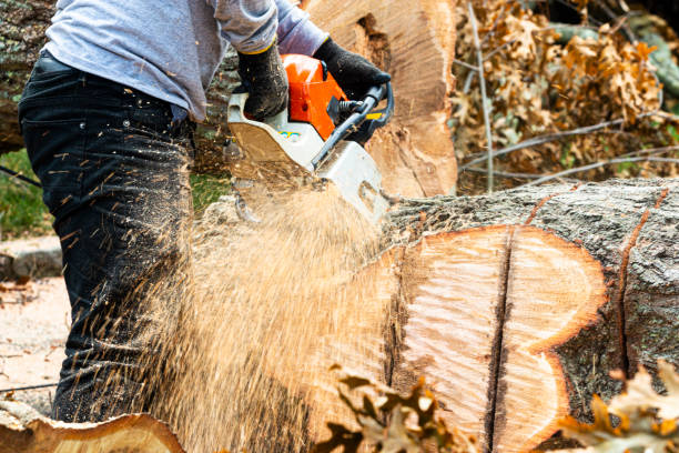 How to find the best tree stump removal near you