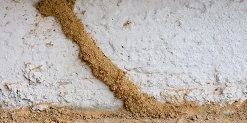 Termite Inspection Reports: Defined & Explained